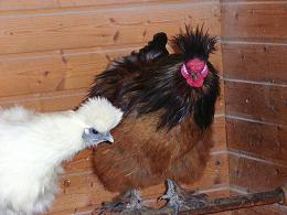 Henne und Hahn auf der Stange